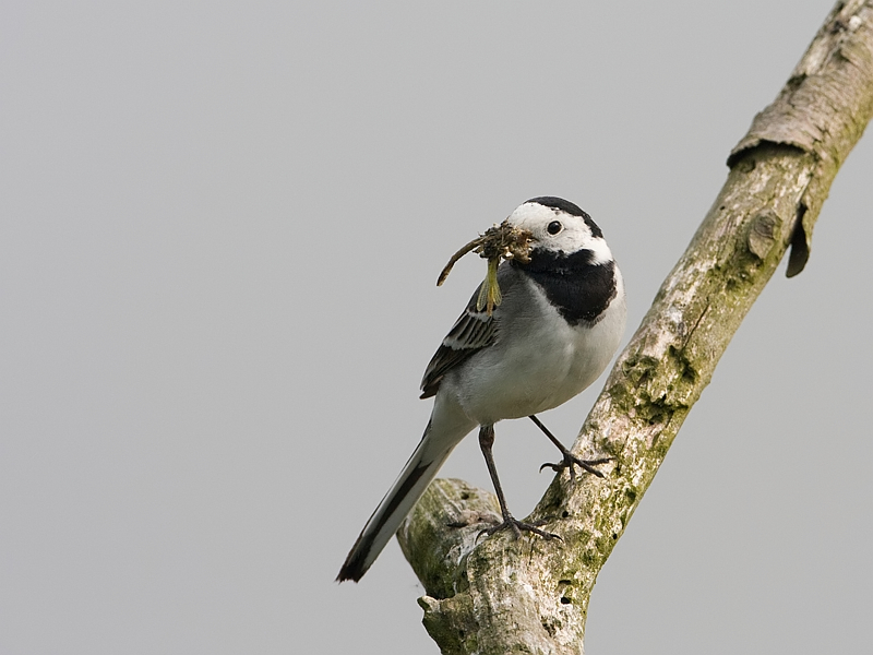 Motacilla alba Pied Wagtail Witte Kwikstaart